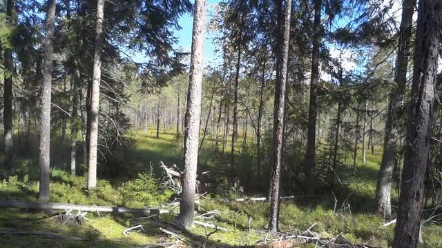 Птичьи трели и прочие лесные звуки Релакс