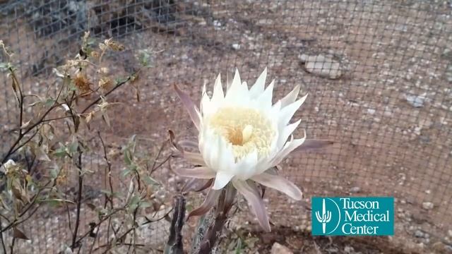 The Tucson Experience: Tohono Chul Park bloom night смотреть онлайн