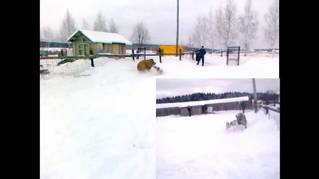 Пурга и кабан.mpg смотреть онлайн