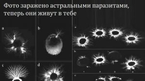 Кто такие мафлоки