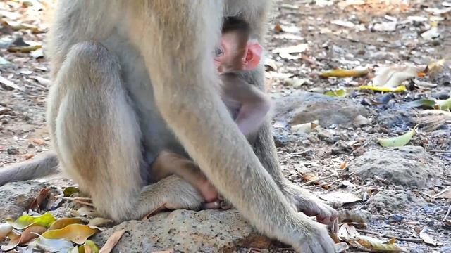 How Cute Robert, A tiny baby Robert monkey gets good instruction from his MaMa 10 смотреть онлайн