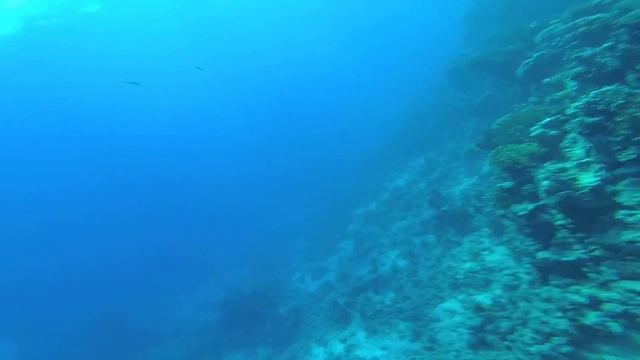 Shores Amphoras Resort 2019 (Reef) смотреть онлайн