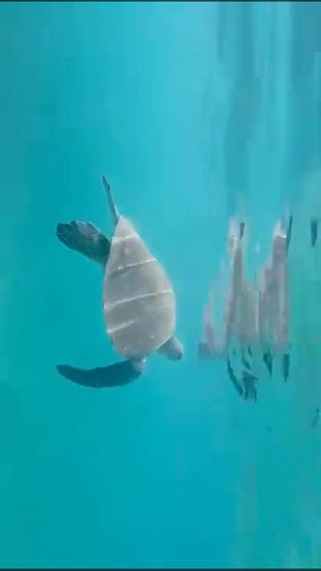 Черепахи плавают прямо у берега смотреть онлайн