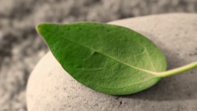 Sakura Home Title Kazakhstan смотреть онлайн