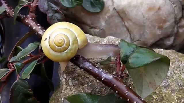 Hlemýždí procházka - snail walk - 3D смотреть онлайн