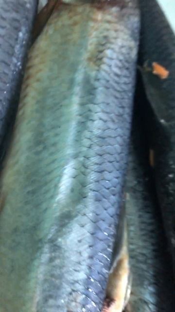 Будем делать Хе из селедки смотреть онлайн