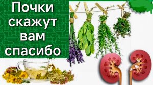 ТРАВЫ, КОТОРЫЕ ПОМОГУТ ВАШИМ ПОЧКАМ. ЛЕЧЕБНЫЙ И ПРОФИЛАКТИЧЕСКИЙ ЭФФЕКТ, ЛЕКАРСТВА В ВАШЕМ ДВОРЕ.