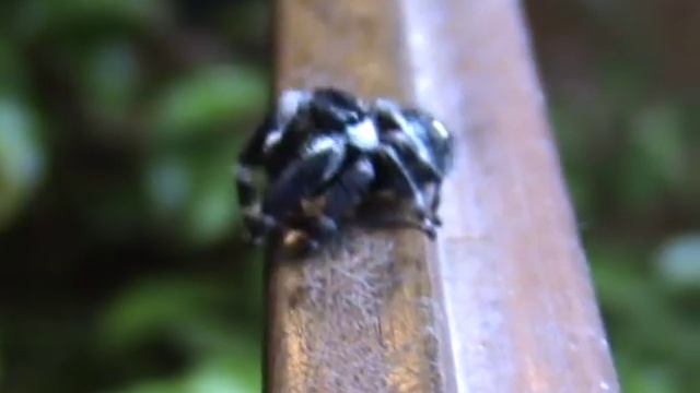 Phidippus audax, the Bold Jumping Spider смотреть онлайн