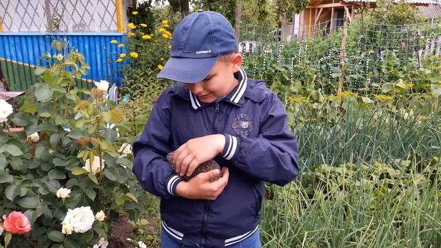 из жизни ежа. последний выпуск