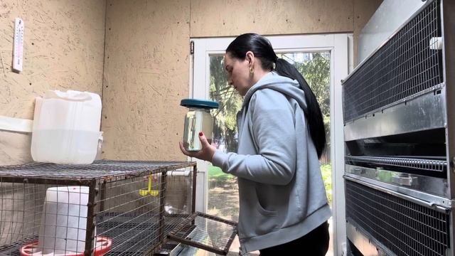 Подготовка курятника. Привезла цыплят. Взяли бройлеров. Загородная жизнь. Лесная дача. смотреть онлайн