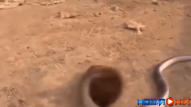 Mongoose Fight Cobra and Black Mamba Snake смотреть онлайн