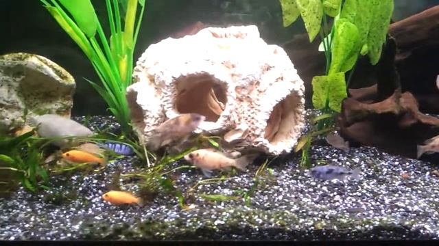 Малавийские цихлиды смотреть онлайн