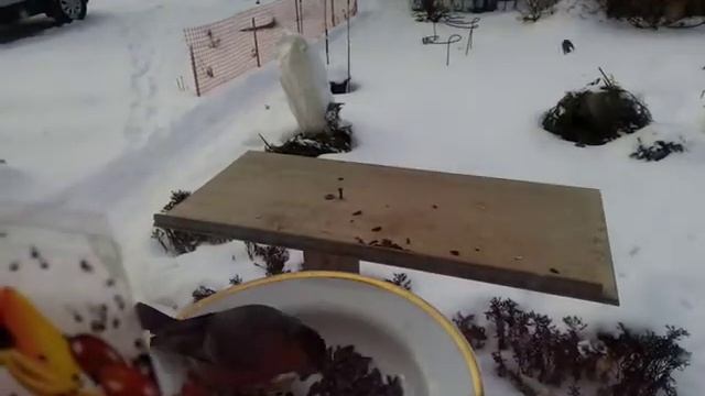 Снегири прилетали... 07.02.2021. п. Мельчевка, МО. смотреть онлайн