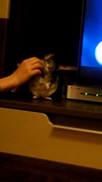 Happy Larisa - chinchilla petting смотреть онлайн