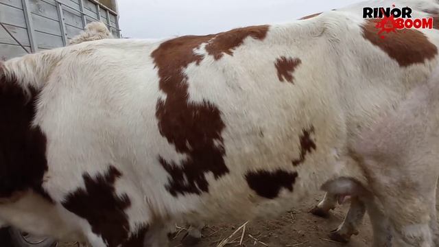 МАЛ БАЗАР 28-МАРТ/MAL BAZAR XOJELI/РЫНОК ЖИВОТНЫЕ/BIG BULLS IN THE WORLD/BIG COW