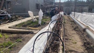 Укрываем виноград агроволокном