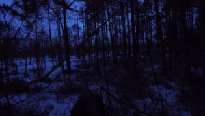 Охота на глухаря #Глухарь весной #Ток #солонец