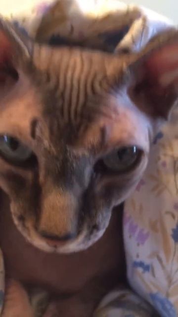 Канадский кот сфинкс смотреть онлайн