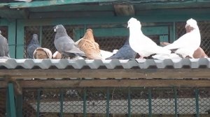 Голубятня у МЕТРО  Тимирязевская