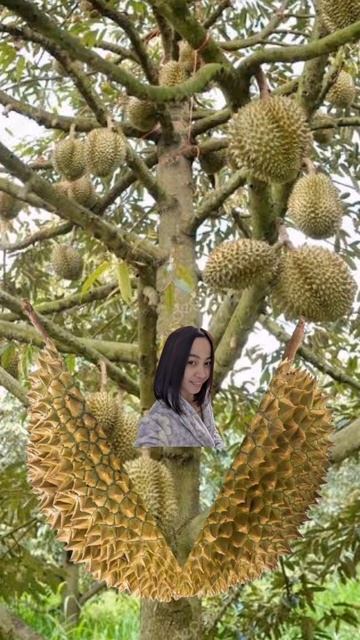 #harvesting #durian #shorts #shortsbeta смотреть онлайн