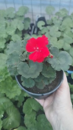 Вам пеларгонию какую!? Самую яркую!!!!! " Red"