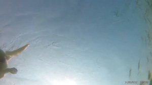 Лабрадор Дени. под водой