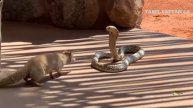 King cobra Big battle in the Desert mongoose and the unexpected |most amazing attack of animals