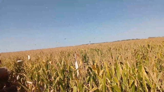 уборка кукурузы мтз 892 камбайн херсонец 200 смотреть онлайн