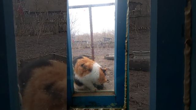 кошка