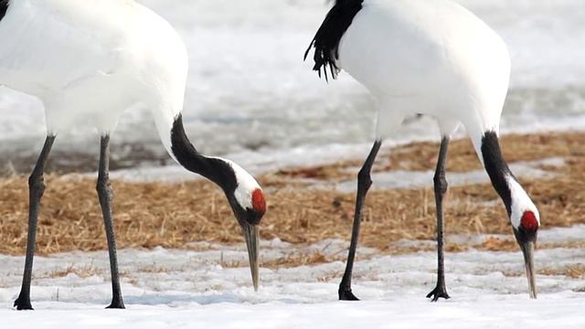 Grou de Coroa Vermelha - Conheça essa ave sagrada e símbolo de longevidade no Japão смотреть онлайн