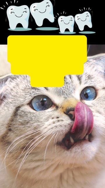 Cat teeth #shorts #viral смотреть онлайн