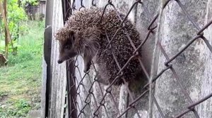 Заборы для дачи из сетки рабица Донецк, Макеевка
