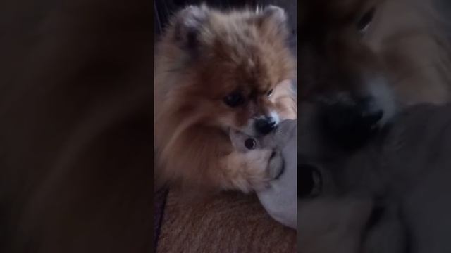 Нашему Бантику в сентябре 11 лет, но соску свою мы не бросаем, икеевская крыса без нее нам конец😂😂 смотреть онлайн