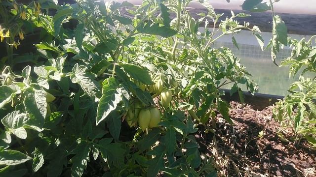 19 июля 2022 г. Наши мальчишки помощники. смотреть онлайн