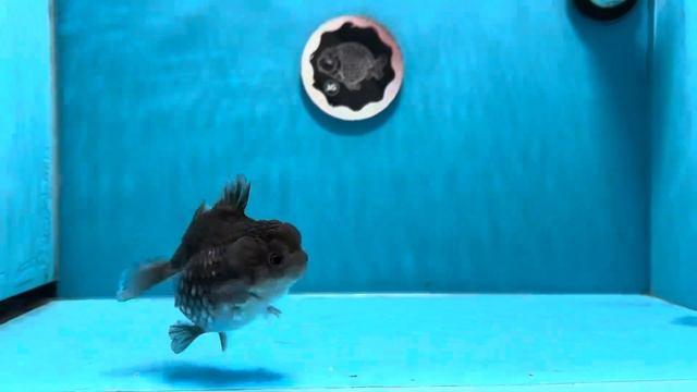 AAA Grade Mini Kirin Yuanbao Female 3.5 inches #1201YB_02 смотреть онлайн