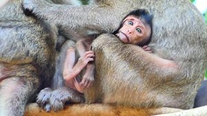 Because s-cared of falling down!! Smart baby monkey Masha struggles to hug mom Messi very h-ard.