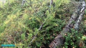 Мачете Рубака тест на природе. Оружие выживальщика