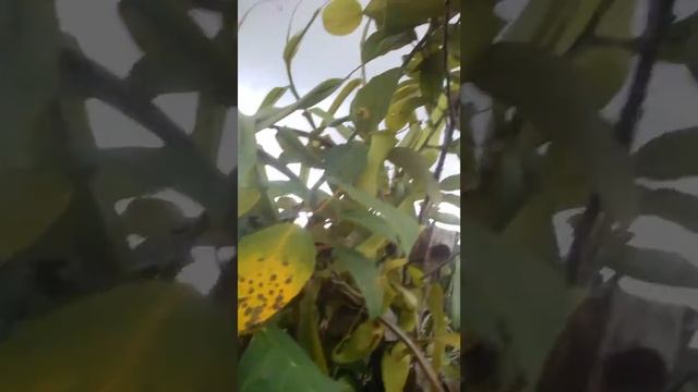 Nepenthes kantong semar di BENGKULU смотреть онлайн