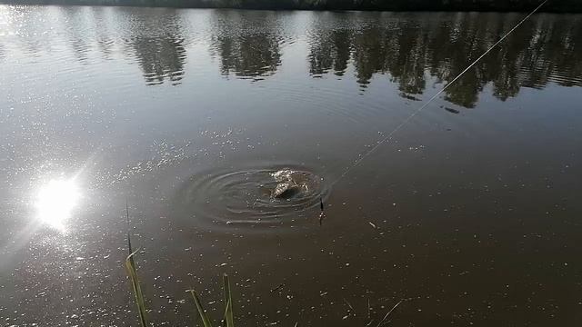КАРП на ПОПЛАВОК! Сломалась катушка! #рыбалка #fishing #ловлякарпа #карпнапоплавок