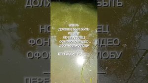 Линь и горох: удачное сочетание