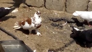 Голуби Донбасса 2
