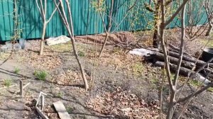 Фундук Трапезунд.Поздние опылители после 2-х недельных морозов.12.03.25.