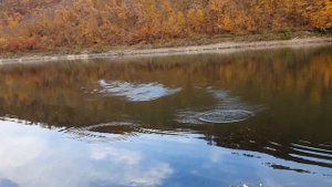 Снова жёлтой листвой покрылась земля... (песня)   #днестр