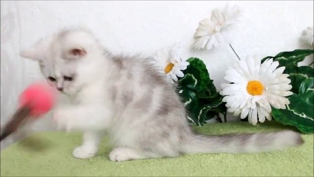 Жулье - серебристый британский зеленоглазка