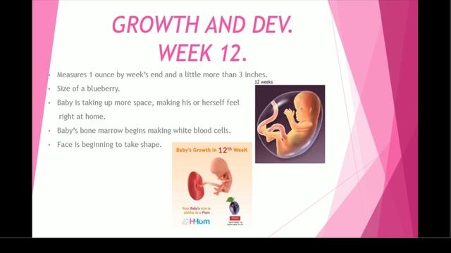 Trimesters of Pregnancy Baby Development Embryo Growth Week by Week Prenatal Education Baby in Womb