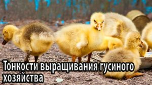 Тонкости выращивания гусиного хозяйства