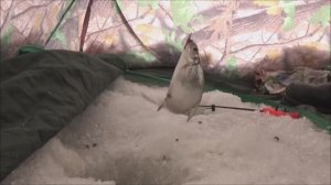 Зимняя рыбалка на пляже г. Барнаула. Выезд 3