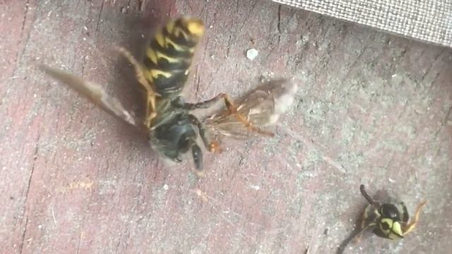 Оса без головы смотреть онлайн