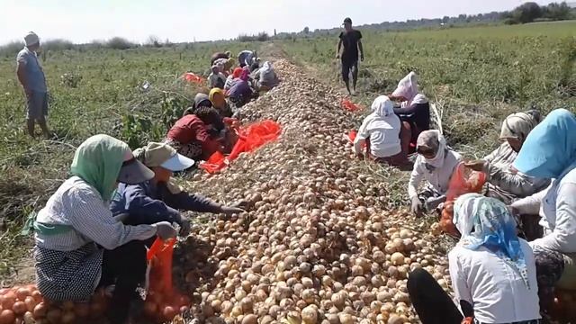 Уборка лук смотреть онлайн