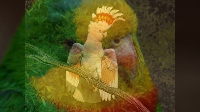 Birual — Psittacidae